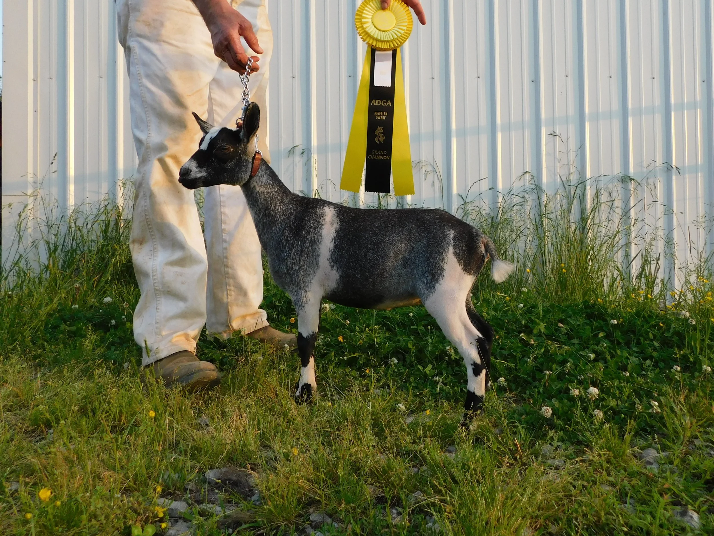 Cedar View Demi-reference — Cedar View Nigerian Dwarf Goats and